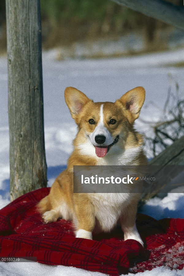 Retrato de Welsh Corgi (Canis familiaris) en manta roja en la nieve