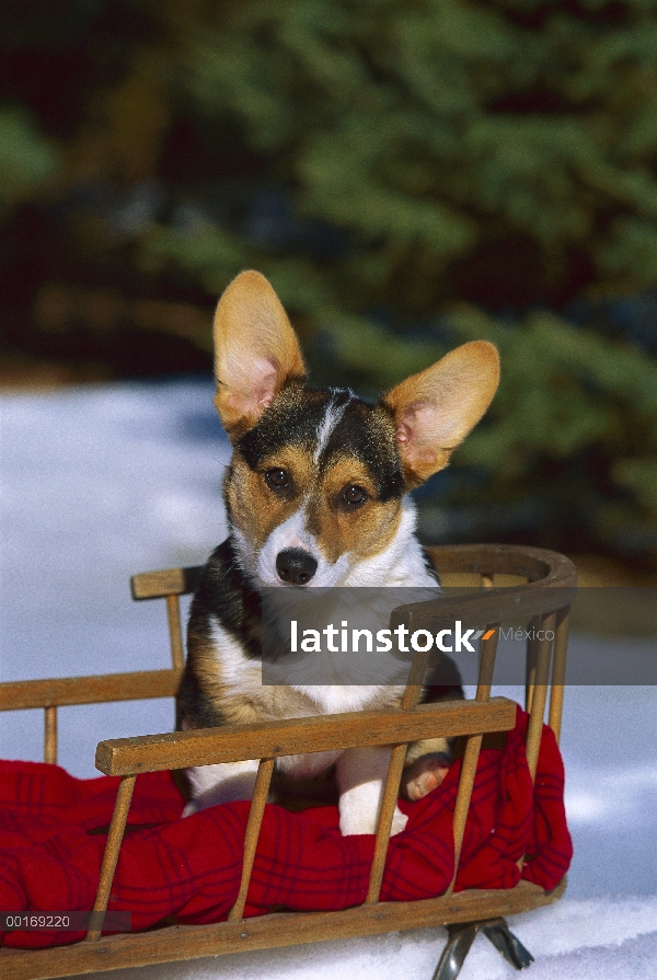 Retrato de Welsh Corgi (Canis familiaris) en la silla de nieve