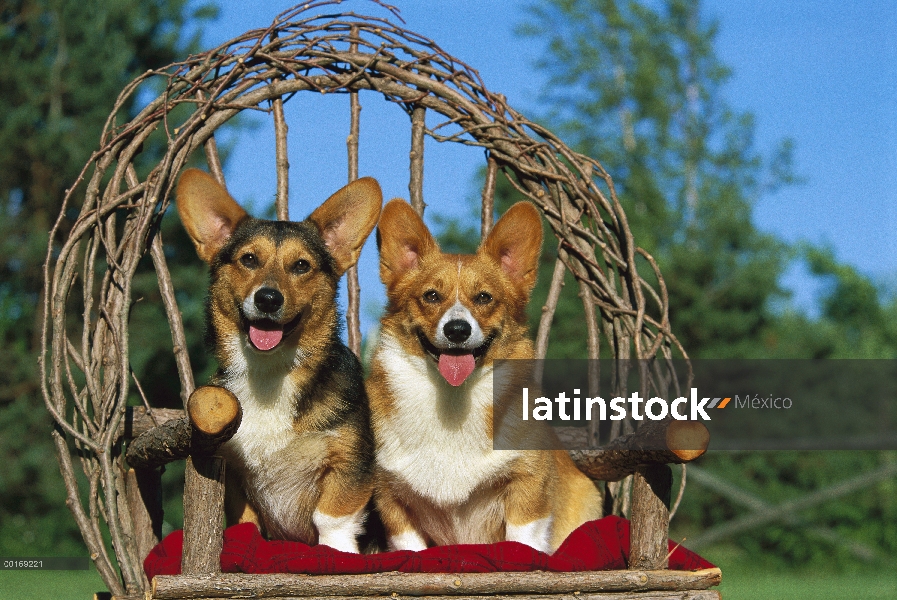 Par de Welsh Corgi (Canis familiaris) en silla