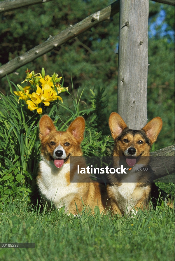 Welsh Corgi (Canis familiaris) par jadeando