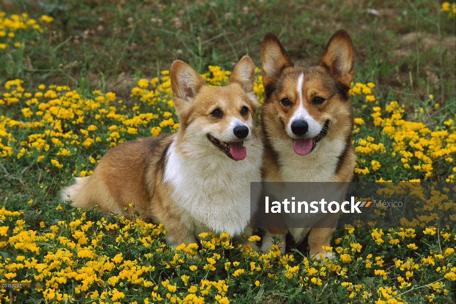 Par de Welsh Corgi (Canis familiaris) en flores