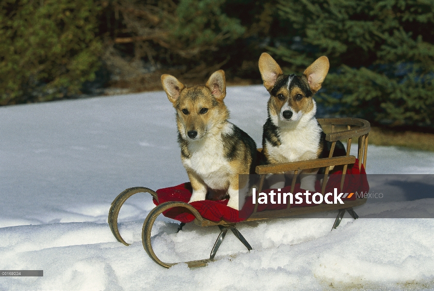 Dos cachorros Welsh Corgi (Canis familiaris) en trineo