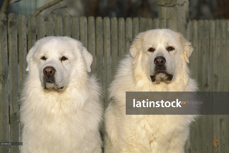 Par de gran Pirineo (Canis familiaris)