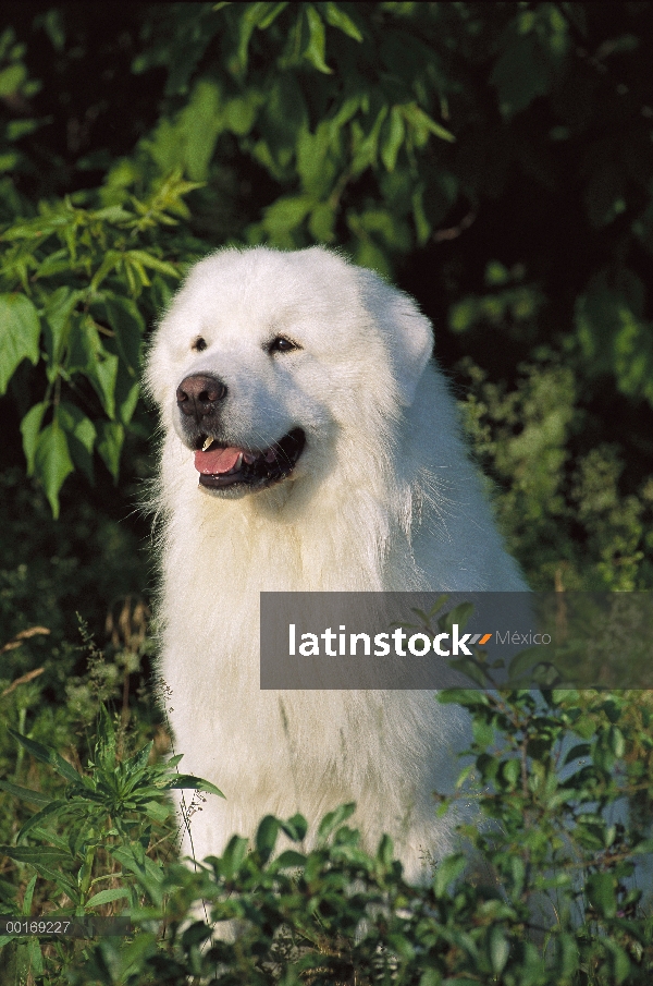 Retrato de gran Pirineo (Canis familiaris)