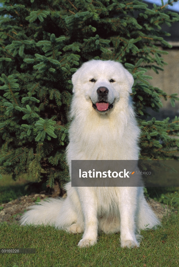 Sesión de retrato de gran Pirineo (Canis familiaris)