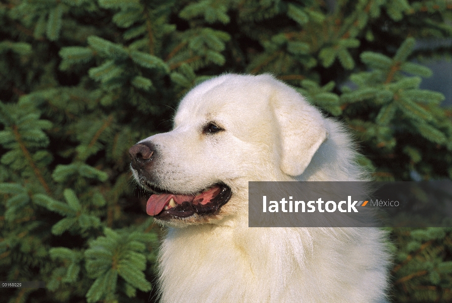 Retrato de gran Pirineo (Canis familiaris)