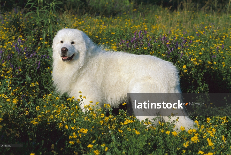 Retrato de gran Pirineo (Canis familiaris) en medio de flores silvestres