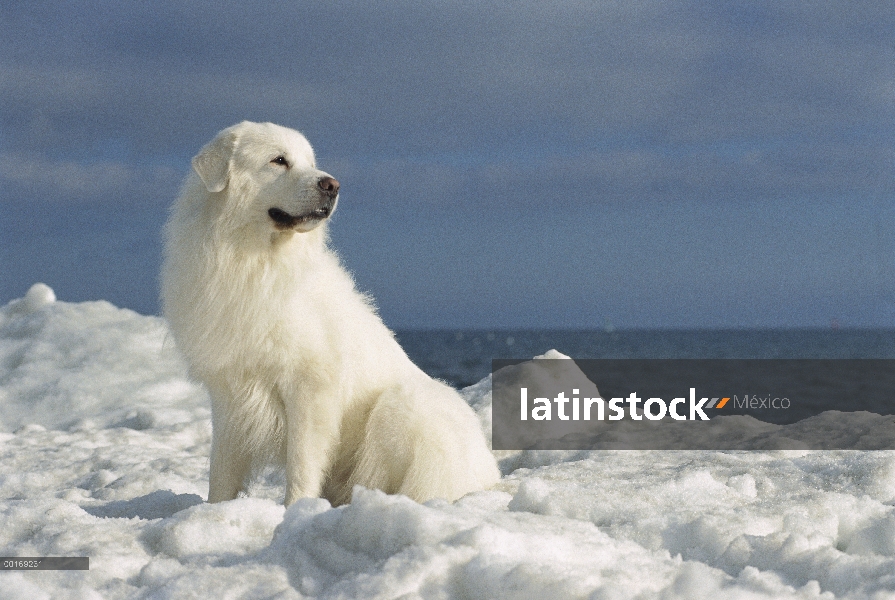 Retrato de gran Pirineo (Canis familiaris) en la nieve