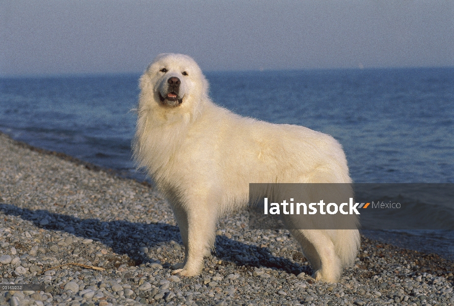 Gran Pirineo (Canis familiaris) retrato en playa