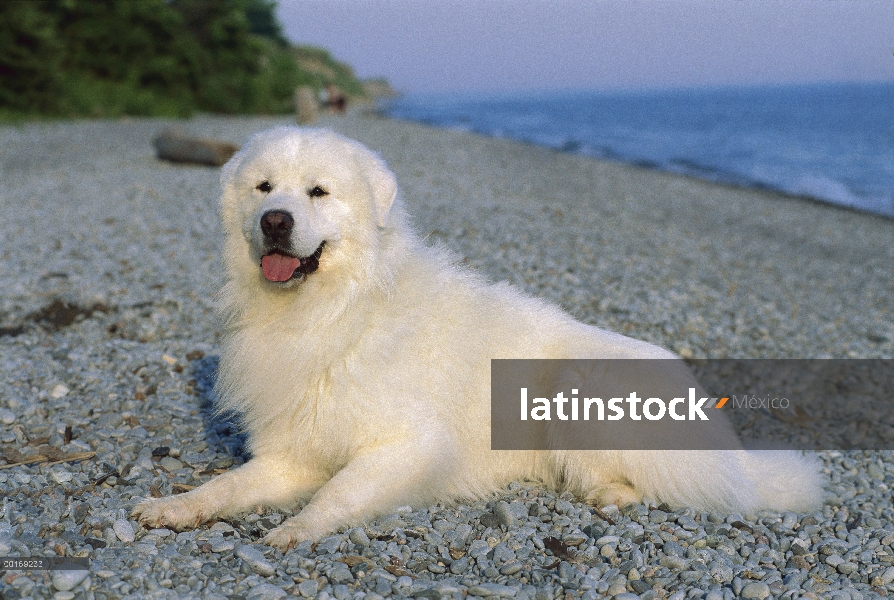 Gran Pirineo (Canis familiaris) en la playa