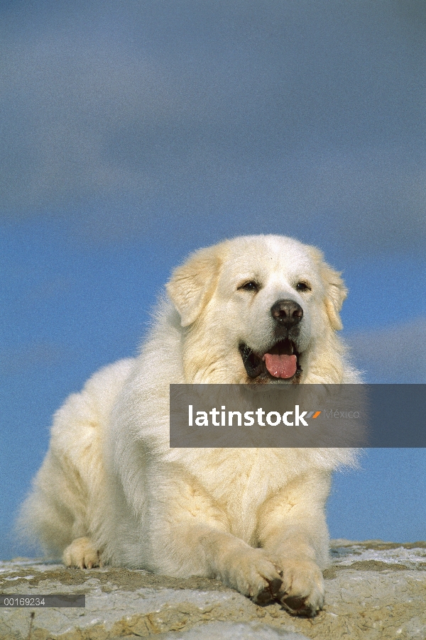 Retrato de gran Pirineo (Canis familiaris)