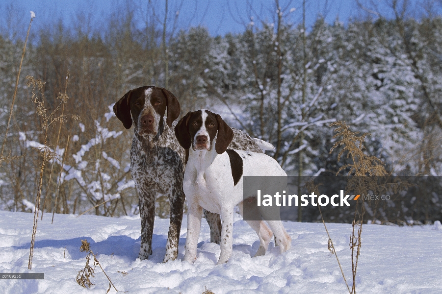 Braco Alemán (Canis familiaris) adulto y cachorro en nieve