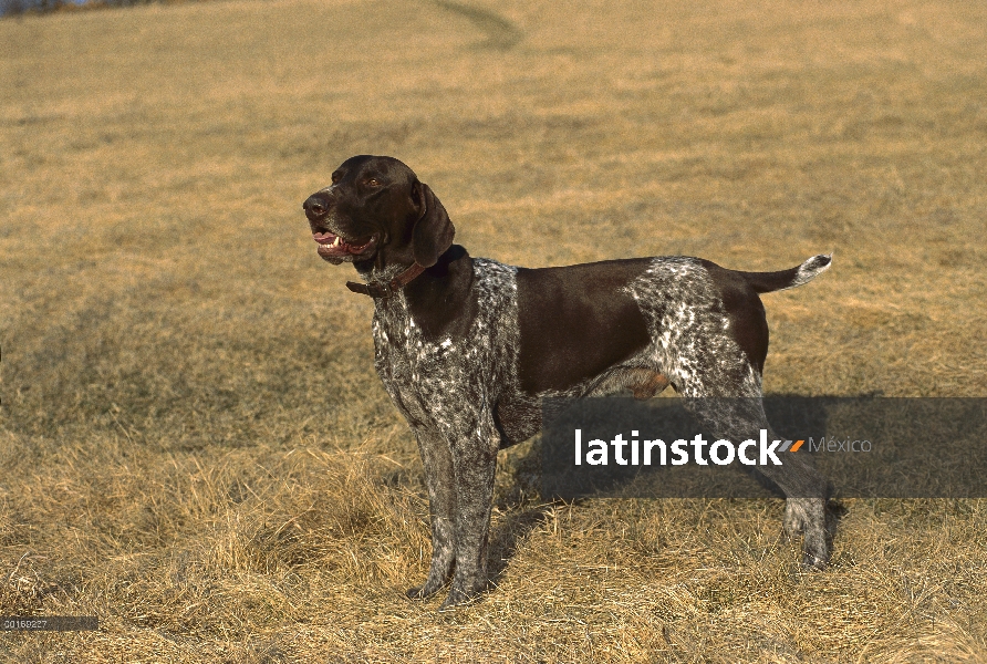 Braco Alemán (Canis familiaris) con hígado y blanco pelaje manchado