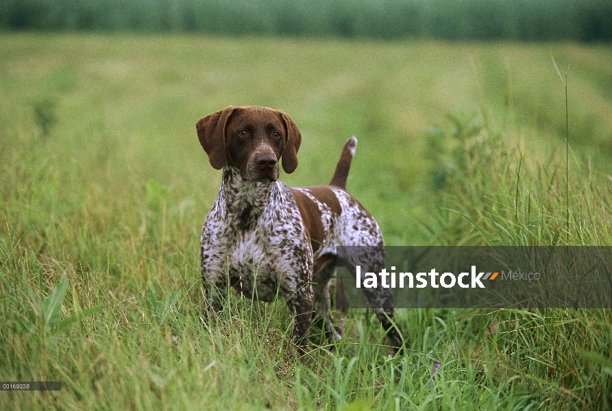 Braco Alemán (Canis familiaris) con hígado y blanco pelaje manchado