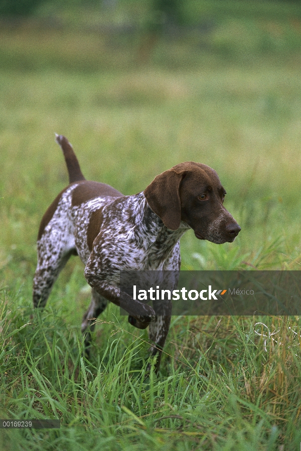 Braco Alemán (Canis familiaris) señalando, hígado y blanco manchado abrigo