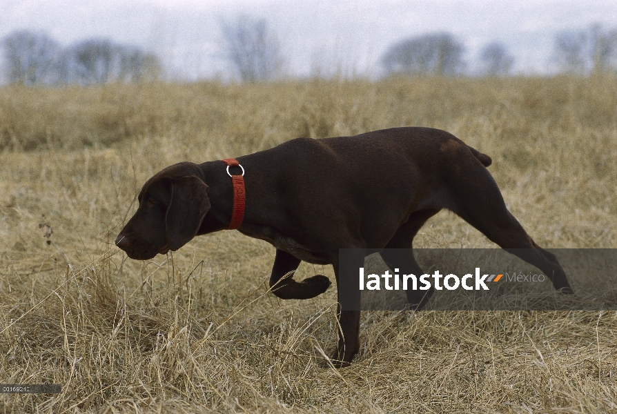 Braco Alemán (Canis familiaris) apuntando