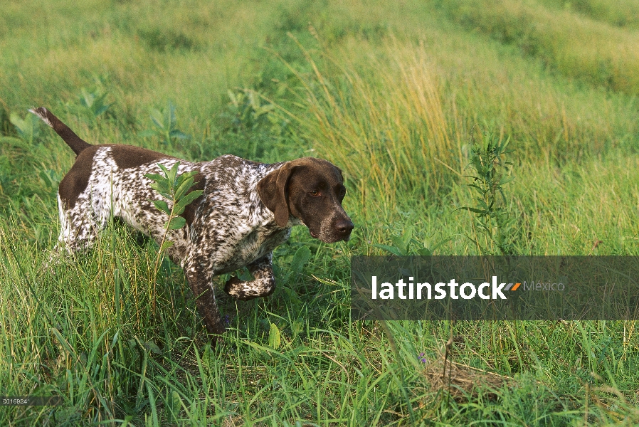 Braco Alemán (Canis familiaris) apuntando