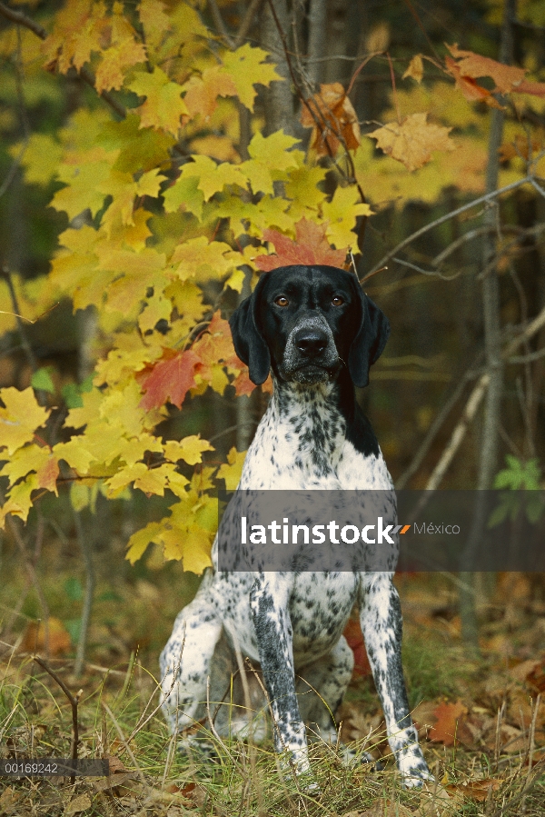 Retrato de Braco Alemán (Canis familiaris) en otoño