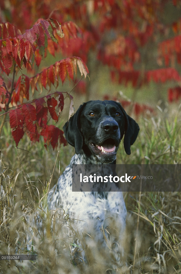 Caída de retrato del Braco Alemán (Canis familiaris)