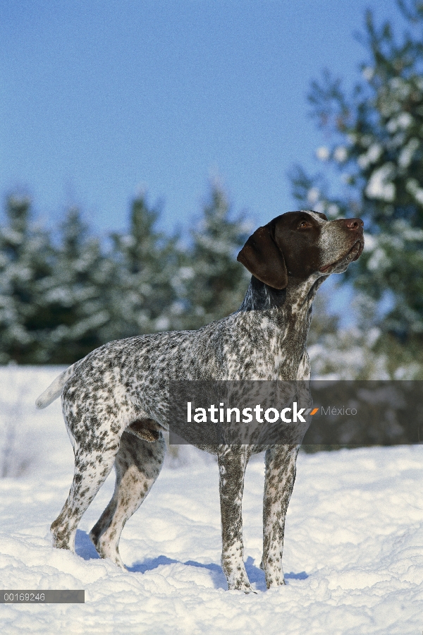 Retrato de Braco Alemán (Canis familiaris)