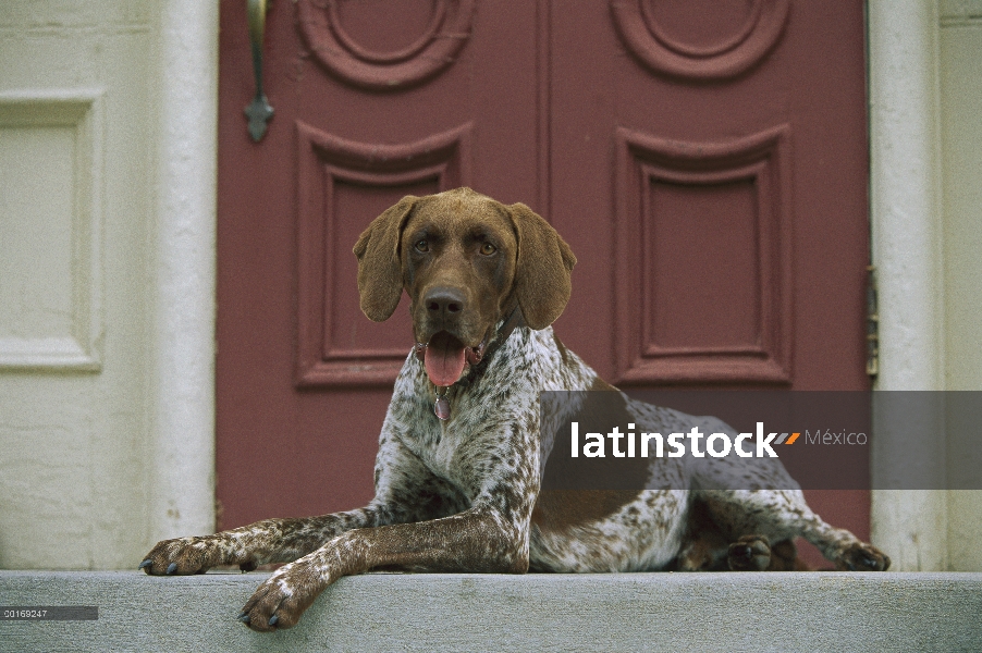 Braco Alemán (Canis familiaris) en paso