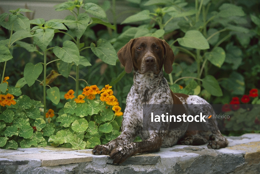 Braco Alemán (Canis familiaris) en la pared de roca