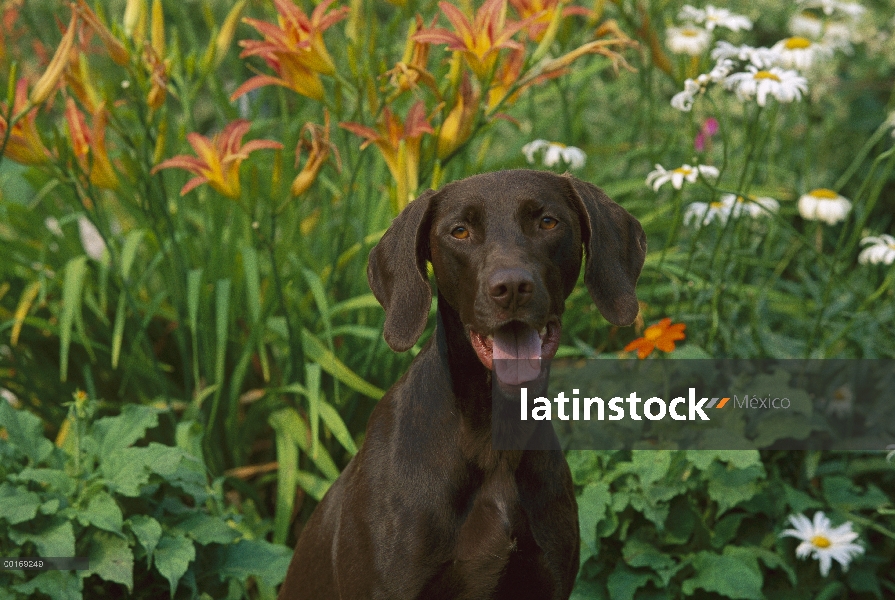 Capa de Retrato hígado Braco Alemán (Canis familiaris)