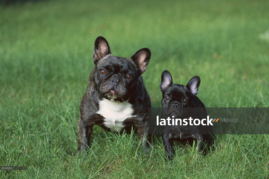 Francés atigrados (Canis familiaris) de Bulldog adulto y cachorro