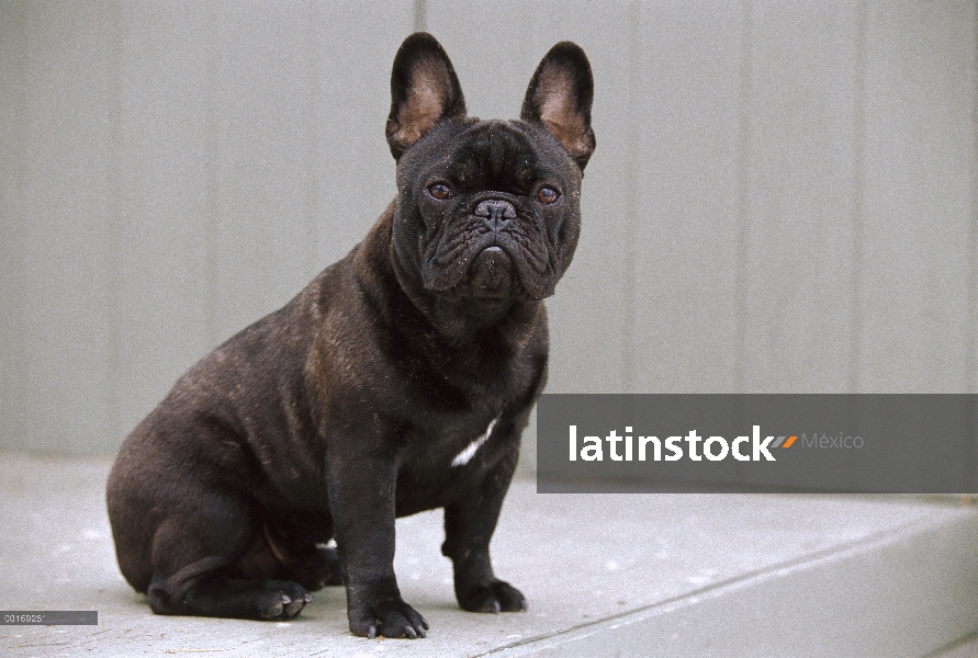 Bulldog Francés (Canis familiaris) atigrado adulto sentado en el paso