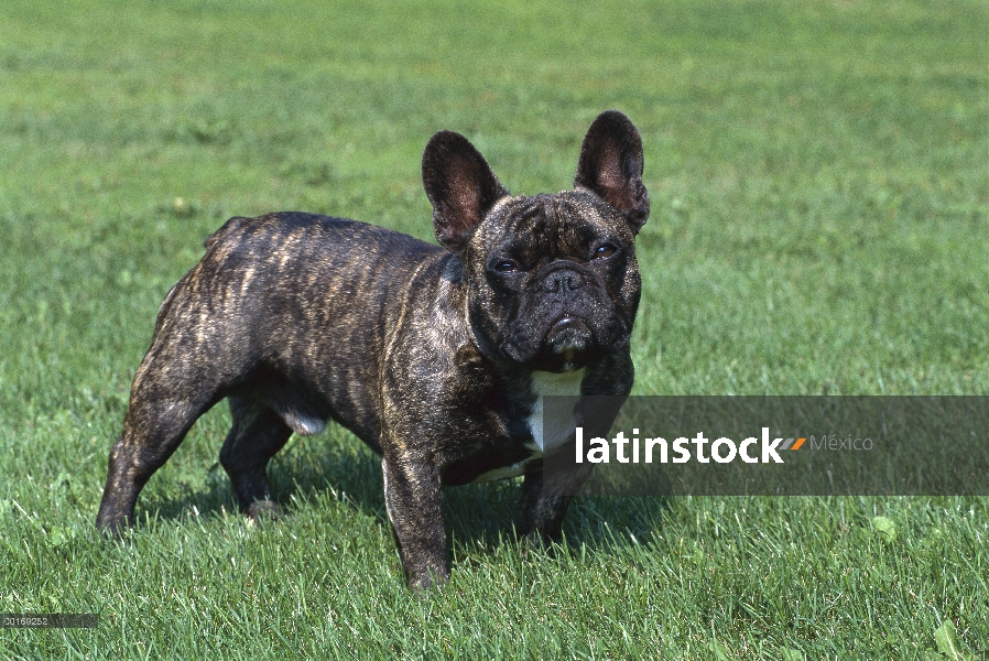 Bulldog Francés (Canis familiaris) atigrado macho