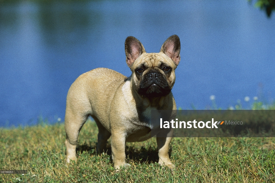 Retrato de Bulldog Francés (Canis familiaris) en la hierba cerca del agua