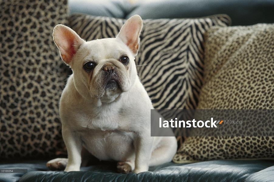 Bulldog Francés (Canis familiaris) sentado en el sofá