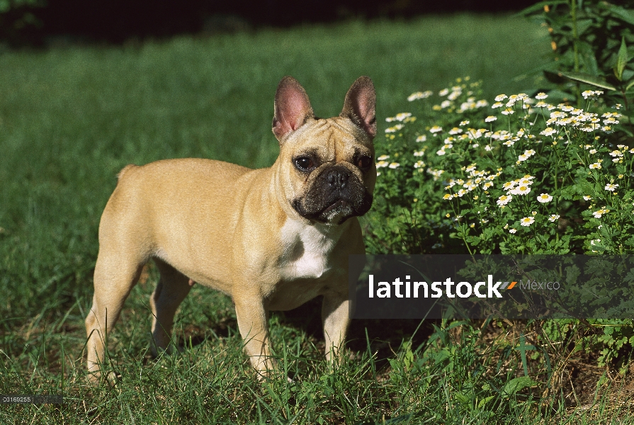 Pie femenino Bulldog Francés (Canis familiaris) al lado de flores