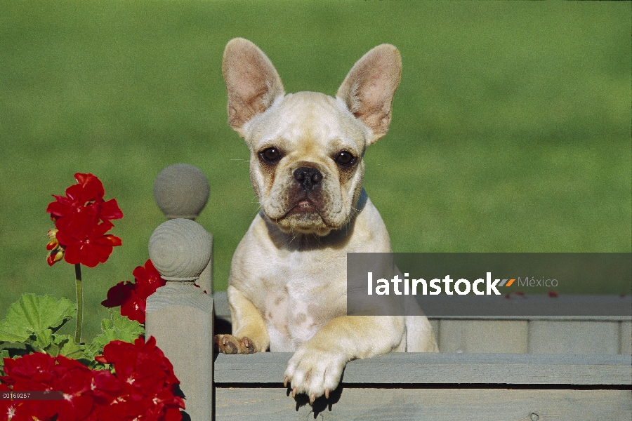 Cachorro de Bulldog Francés (Canis familiaris)