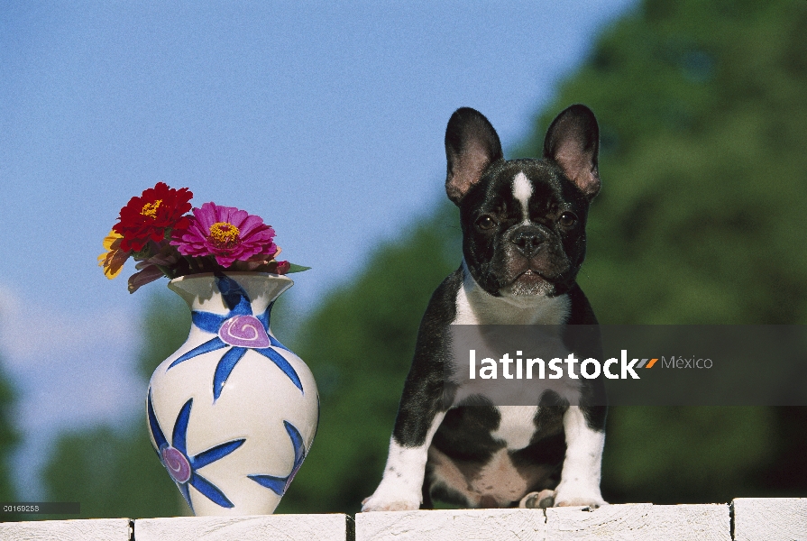 Cachorro de Bulldog Francés (Canis familiaris) sentado junto al jarrón con flores