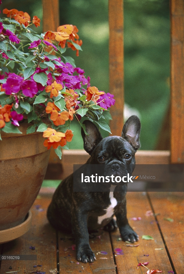 Cachorro de Bulldog Francés (Canis familiaris) blanco y negro sentado en cubierta con flores de Impa