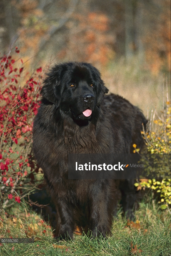 Retratos de adultos, Newfoundland (Canis familiaris) negro en otoño