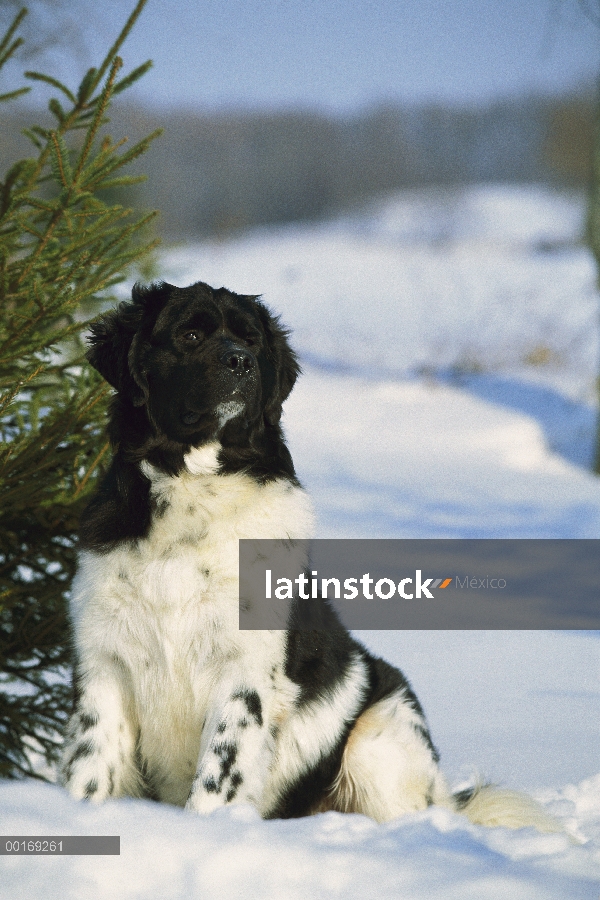 Newfoundland (Canis familiaris) blanco y negro, retrato, nieve, invierno