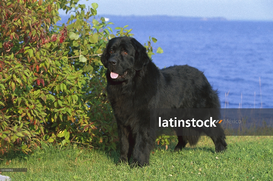 Retratos de adultos, Newfoundland (Canis familiaris) negro en césped