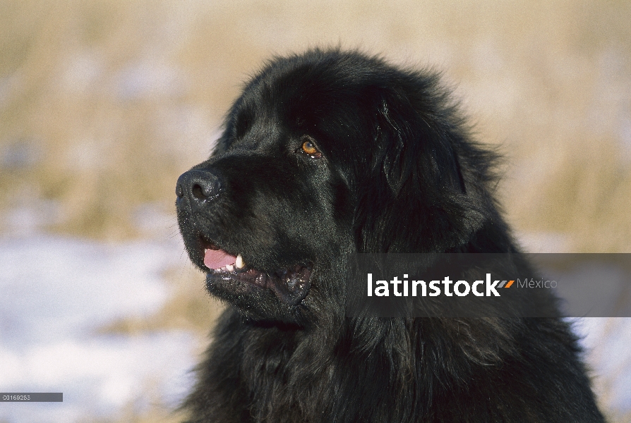 Retrato de adultos de Newfoundland (Canis familiaris) negro