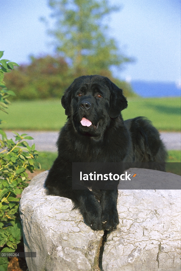 Retrato de adultos de Newfoundland (Canis familiaris) negro tendido sobre la roca