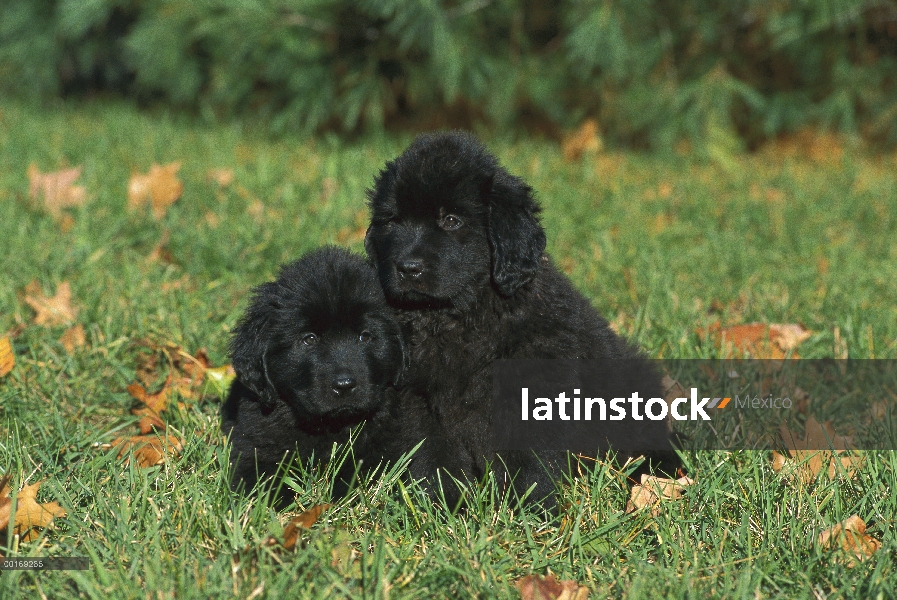 Par de Newfoundland (Canis familiaris) de cachorros negros en césped