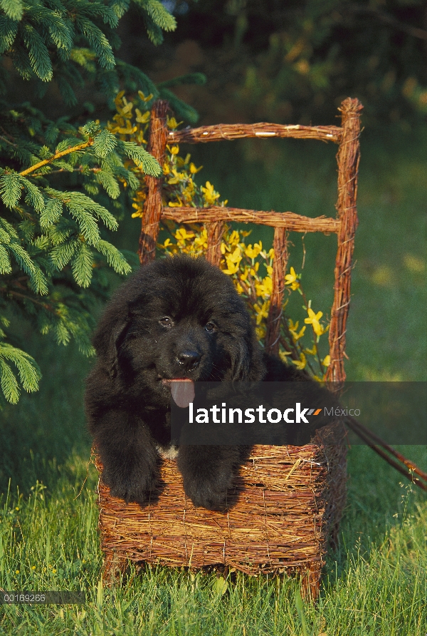 Cachorro Newfoundland (Canis familiaris) negro en cesta