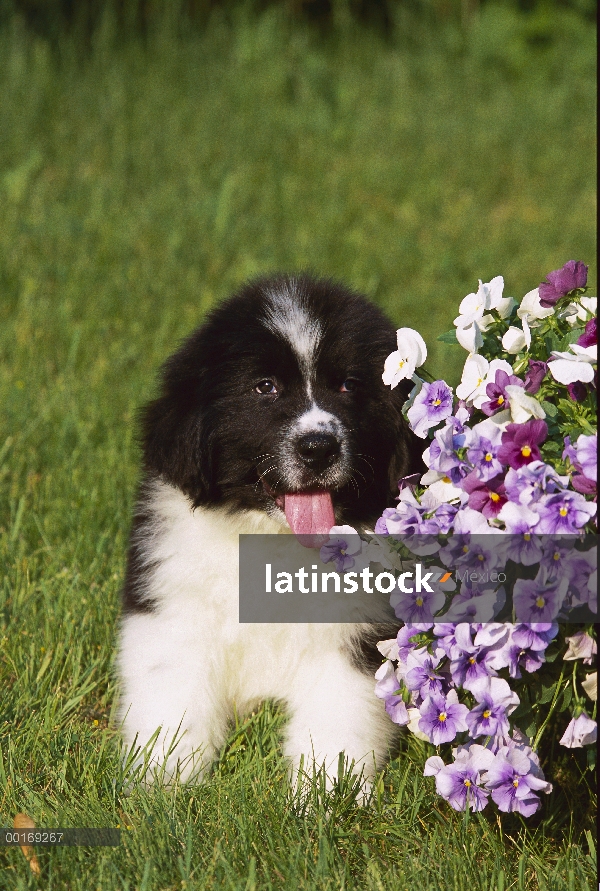 Cachorro negro de Newfoundland (Canis familiaris) en el césped al lado de pensamientos