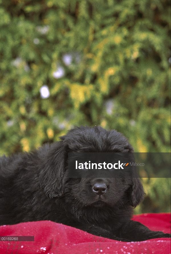 Cachorro Newfoundland (Canis familiaris) negro tendido sobre la manta roja