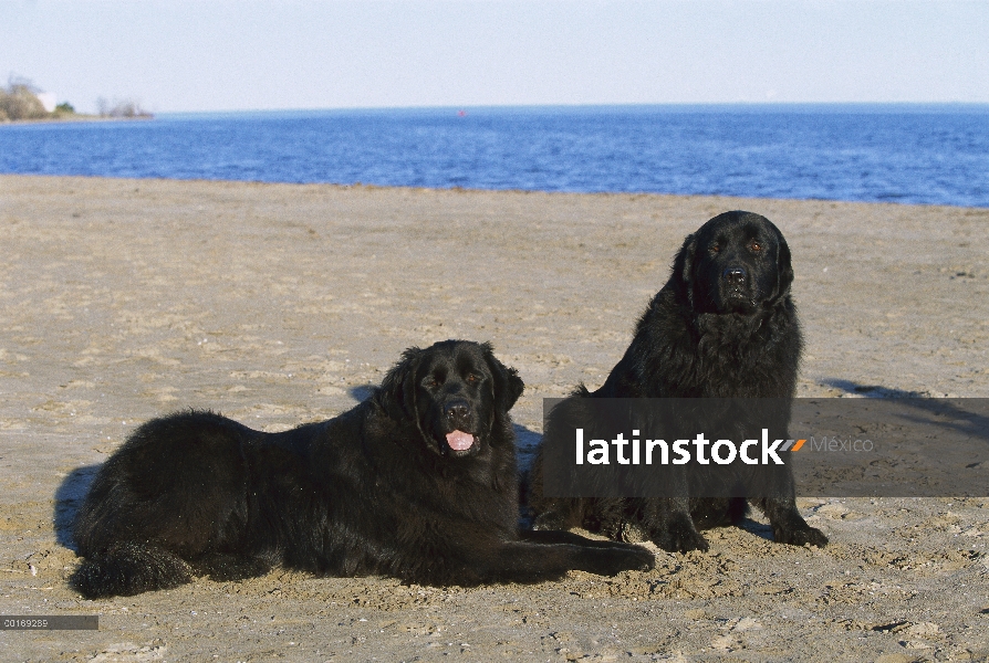 Newfoundland (Canis familiaris) dos negras a adultos sentados en la playa