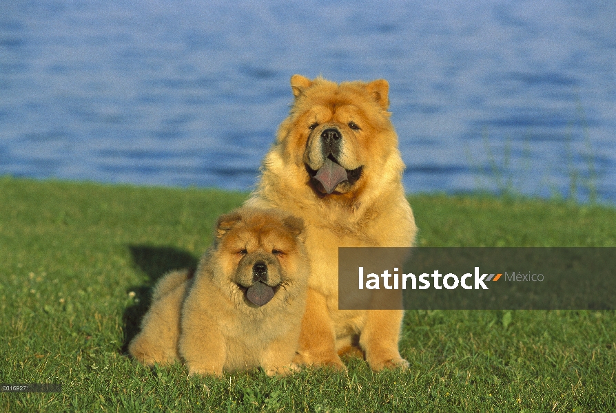 Chow Chow (Canis familiaris) madre y cachorro sentado en el césped