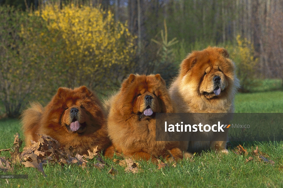 Chow Chow (Canis familiaris) tres chows del chow rojo sentado en el césped en otoño