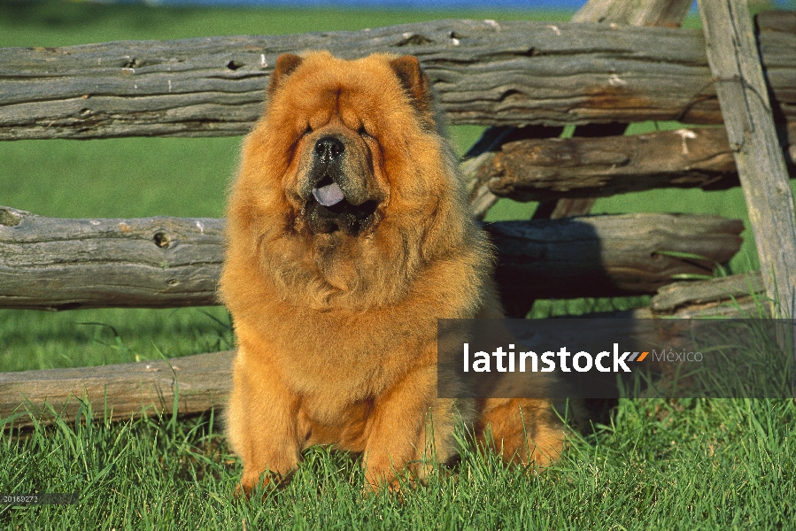 Chow Chow (Canis familiaris) retrato de valla de madera