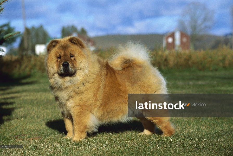 Retratos de adultos, Chow Chow (Canis familiaris) en césped